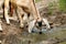 Goat goat watering drought drink thirst drink water animals goat autumn summer nature