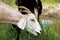 Goat goat watering drought drink thirst drink water animals goat autumn summer nature