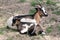Goat with goatling