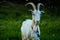 Goat on the grass in the yard. Goat grazing at  farm yard. Funny white goat