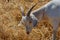 Goat grazes on flammable grass, brush and shrubs to reduce the risk of brush fire. Eco-friendly goats can get into hard-to-reach