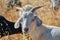 Goat grazes on flammable grass, brush and shrubs to reduce the risk of brush fire. Eco-friendly goats can get into hard-to-reach
