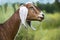 Goat grazes on a green meadow