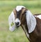 Goat grazes on a green meadow