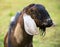 Goat grazes on a green meadow