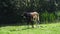 A goat grazes on a leash in a meadow near a pond.