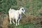 A goat grazes in a meadow and eats green grass