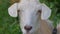 A goat grazes on a spring meadow. Close-up of a goat. Goat posing on camera