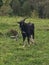 Goat grazing at the forest edge.