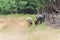 Goat grazing grass at local organic pasture-raised farm in USA