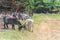 Goat grazing grass at local organic pasture-raised farm in USA