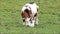 goat grazing on meadow