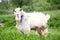 Goat grazing in meadow on a chain village