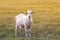 Goat grazing on a meadow flooded with sunlight