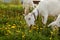 Goat grazing on meadow full of dandelions.