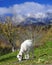 Goat grazing on mountainside