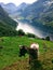 A goat is grazing over the Geiranger fjord in Norway