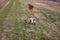 Goat grazing in the pasture and a donkey in the background