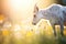 goat grazing on a patch of wildflowers in sunlight