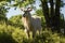 Goat grazing in radiant summer meadow beneath shady, majestic trees, embodying tranquility