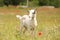 Goat in green field. Animal husbandry