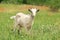 Goat in green field. Animal husbandry