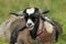 Goat in green grass paddock