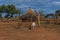 Goat in Hamer tribe village, Ethiopia