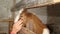 Goat. the hand of a girl caressing the head of a goat close up the head of a goat closeup dairy goat shed farm animals goats farm