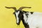 Goat Head Horns Portrait