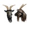 Goat head portrait front and side. Vector