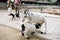 Goat and her kid in petting zoo