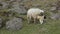 goat and her mother on a mountain in spring.