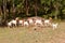 Goat herd