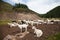 A goat herd in Altay, Russia