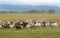 Goat herd in meadow east of Rocky Mountains