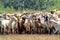 goat herd on the pasture