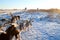 Goat herd on snow pasture