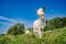 Goat Herd in the Sunny Village with Blue Sky Background