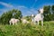 Goat Herd in the Sunny Village with Blue Sky Background