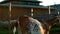 Goat herd walking on background cattle farm. Breeding small cattle at rural farm