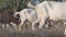 Goat herd walking and grazing on a meadow and eats grass.