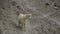 Goat in the Himalayan mountains