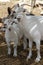 Goat and his kid on Alpaca farm near Mizpe Ramon. Israel 2017