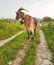 Goat hornes bell one leader standing in a road whith green grass