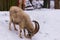 Goat with horns and beard on snow in the village