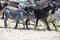 goat with horns and bell grazes in a herd on a sandy beach eating grass, multiple goats on a background in Greece