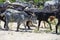 goat with horns and bell grazes in a herd on a sandy beach eating grass, multiple goats on a background in Greece