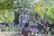 goat with horns and bell grazes in a herd on a sandy beach eating tree leaves, multiple goats on a background in Greece