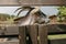 Goat with horns on a farm outside on a wooden fence